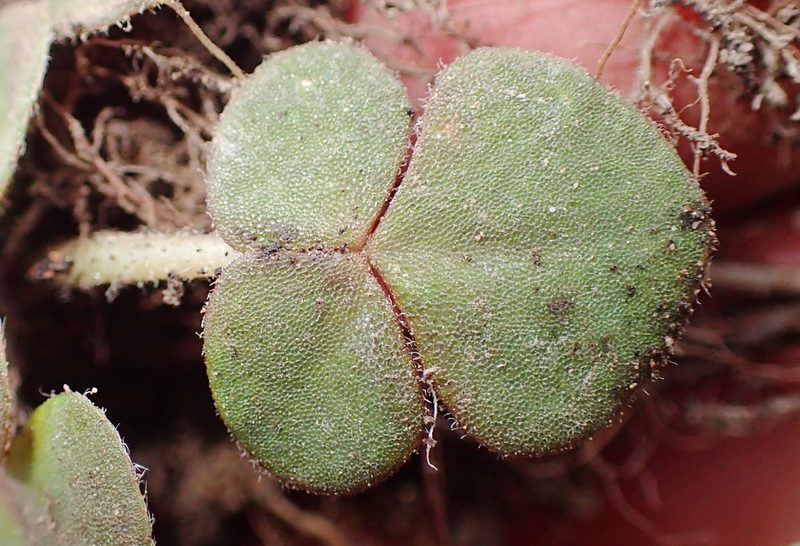 Oxalis algoensis, photographed by Nicola van Berkel