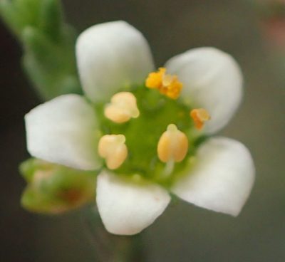 Diosma prama, photographed by Nicola van Berkel