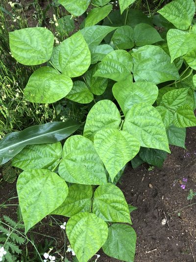 Phaseolus vulgaris, photographed by Katrin Simon