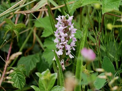 Dactylorhiza majalis, photographed by Jonathan Prior