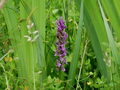 Dactylorhiza incarnata, photographed by Jonathan Prior