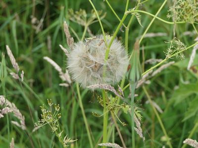 Tragopogon pratensis, photographed by Pete Bradshaw