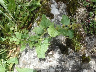 Blitum bonus-henricus, photographed by agujaceratops