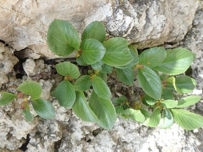 Rhamnus pumila, photographed by agujaceratops