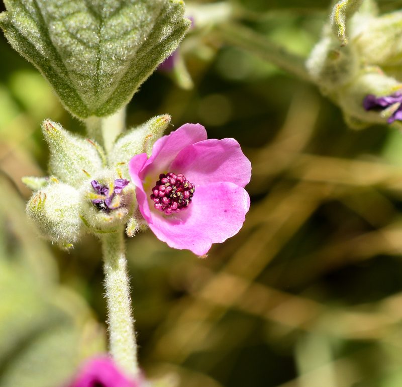 Andeimalva chilensis, photographed by Nicolás Villaseca Merino
