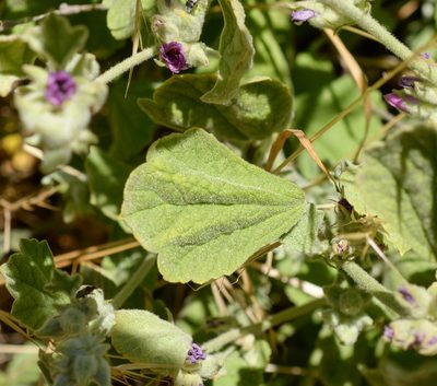 Andeimalva chilensis, photographed by Nicolás Villaseca Merino