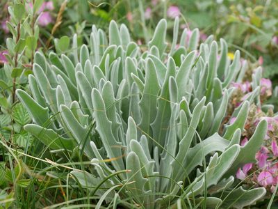 Matthiola sinuata, photographed by Jonathan Prior