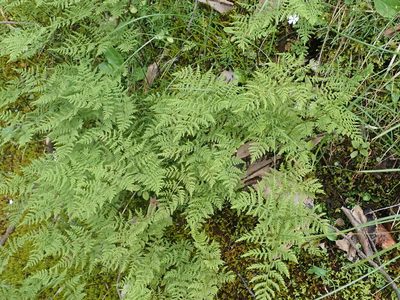 Cystopteris montana, photographed by agujaceratops