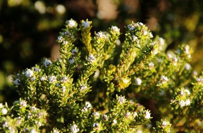 Phylica ericoides, photographed by Tony Rebelo