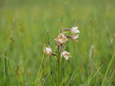 Epipactis palustris, photographed by Jonathan Prior