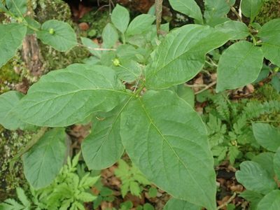 Lonicera alpigena, photographed by agujaceratops