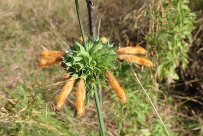 Leonotis ocymifolia, photographed by Andrew Deacon