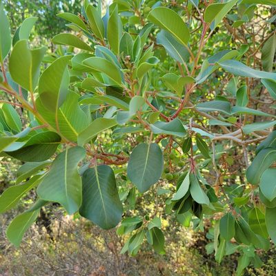 Arbutus andrachne, photographed by Dan Horowitz