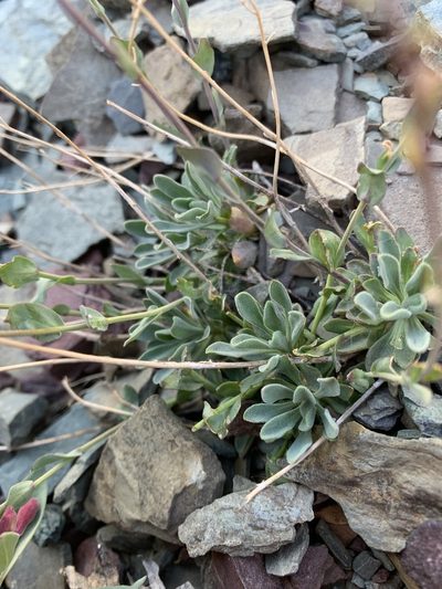 Boechera lemmonii, photographed by Spencer Quayle