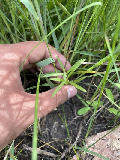 Asclepias lanuginosa, photographed by Brandon Corder