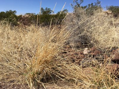 Setaria leucopila, photographed by Cecelia Alexander