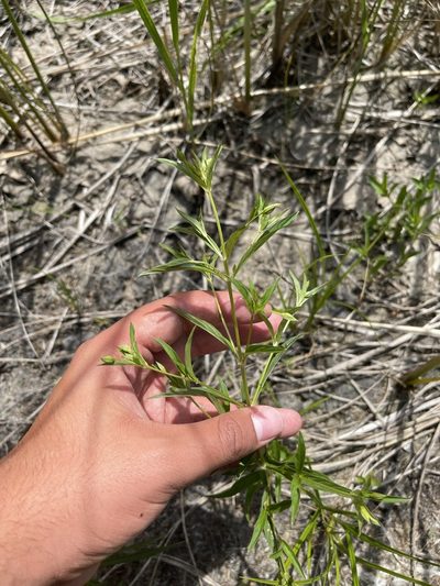 Lysimachia hybrida, photographed by Brandon Corder