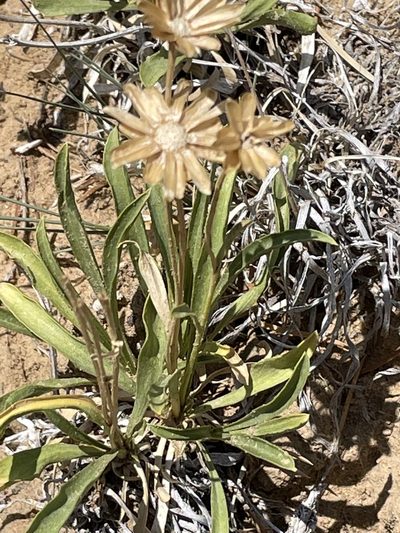 Stenotus armerioides, photographed by Bobby McCabe