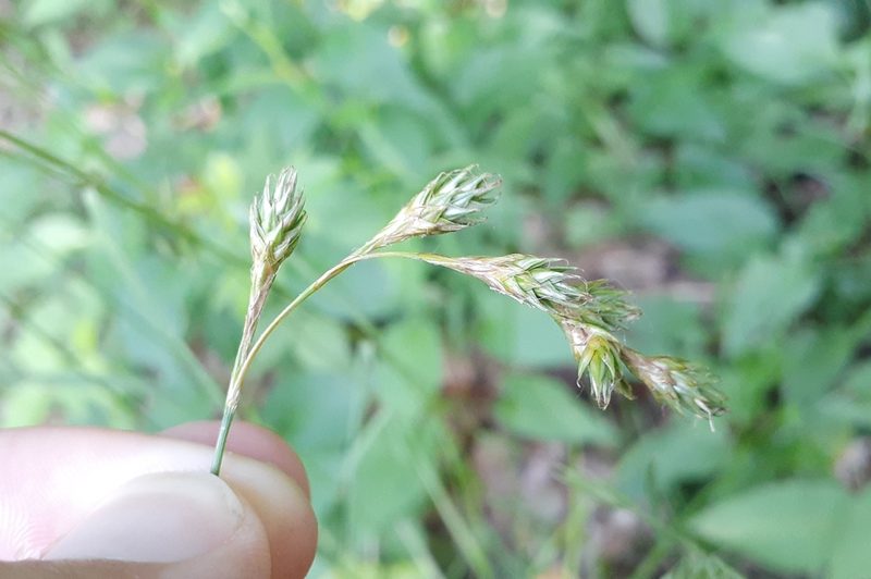 Carex foenea, photographed by Quinten Wiegersma