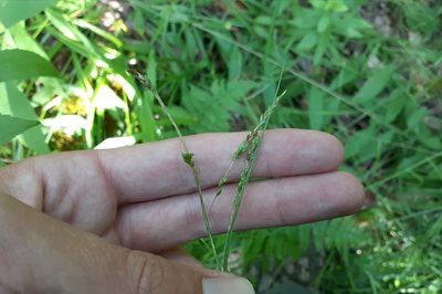 Carex gracillima, photographed by Quinten Wiegersma
