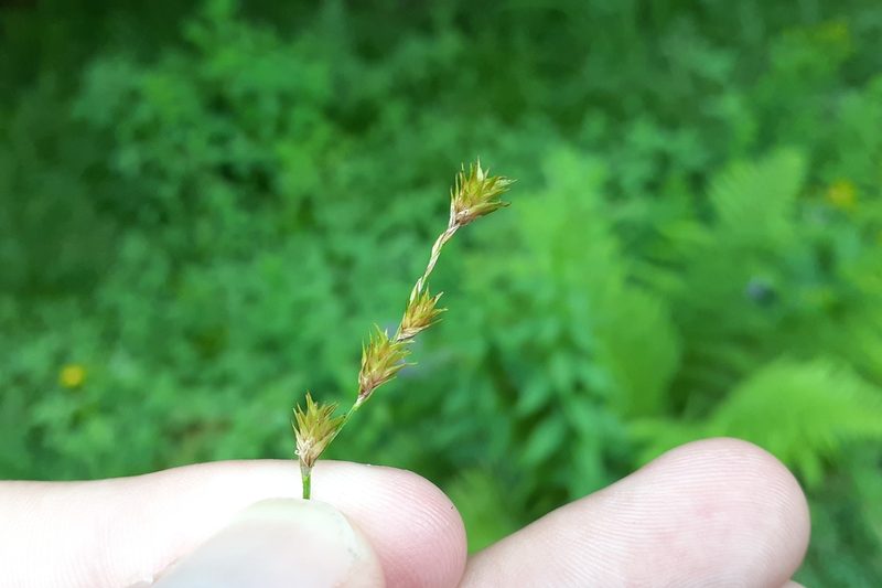 Carex tenera, photographed by Quinten Wiegersma