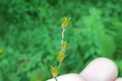 Carex tenera, photographed by Quinten Wiegersma