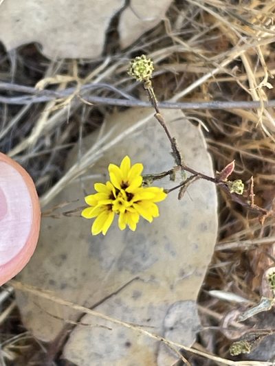 Lessingia pectinata, photographed by Irene