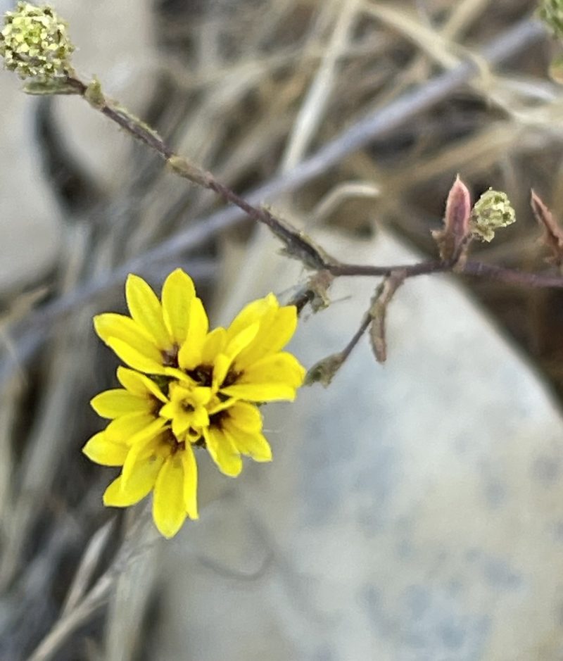 Lessingia pectinata, photographed by Irene