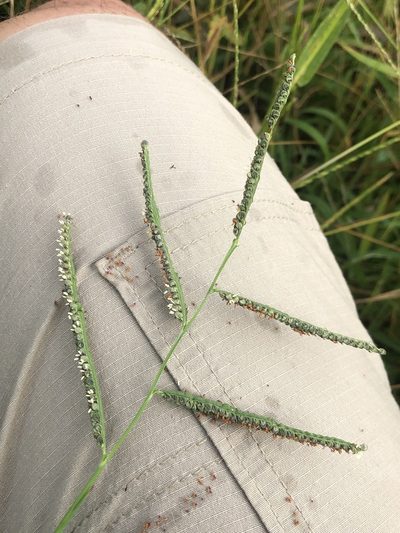 Paspalum scrobiculatum, photographed by Joseph McPhail