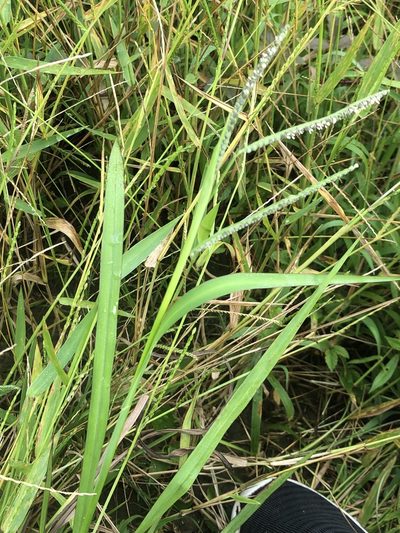 Paspalum scrobiculatum, photographed by Joseph McPhail