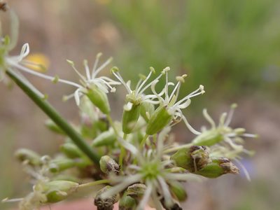 Silene otites, photographed by Skjold Søndergaard