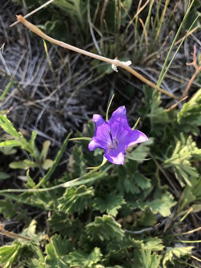 Campanula parryi, photographed by brettaugust