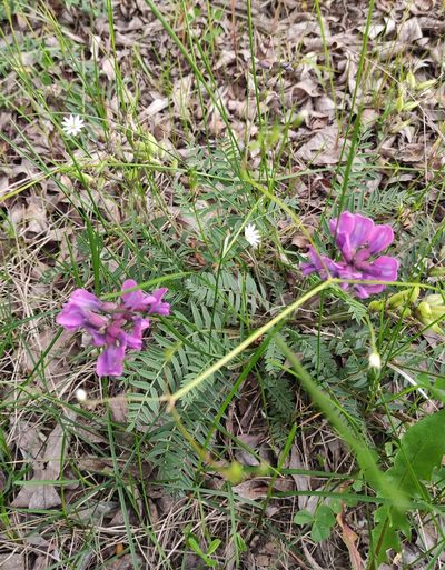 Oxytropis longirostra, photographed by Юлия