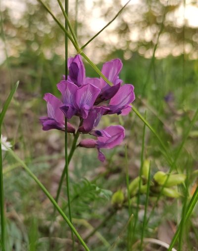 Oxytropis longirostra, photographed by Юлия