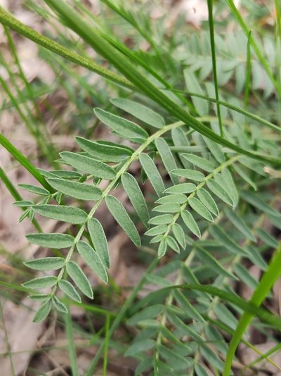 Oxytropis longirostra, photographed by Юлия