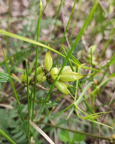 Oxytropis longirostra, photographed by Юлия