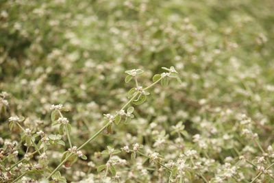 Alternanthera halimifolia, photographed by Ruth Gutiérrez Oliveros