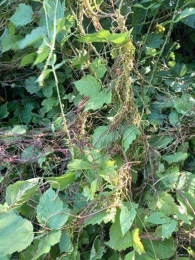 Cuscuta lupuliformis, photographed by Anastasia_Surkova