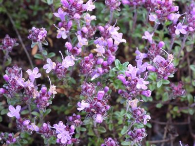Thymus serpyllum, photographed by Vesa Oikonen