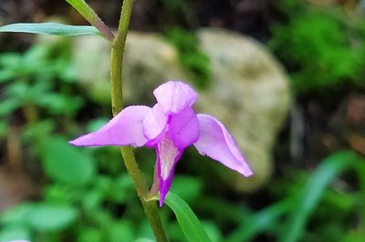 Cephalanthera rubra, photographed by Guillaume Delaitre