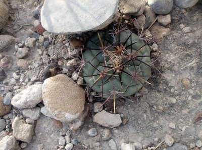 Coryphantha poselgeriana, photographed by Francisco Martínez González