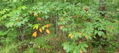 Aesculus sylvatica, photographed by kcthetc1
