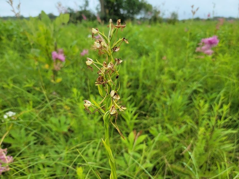 Platanthera leucophaea, photographed by Elias