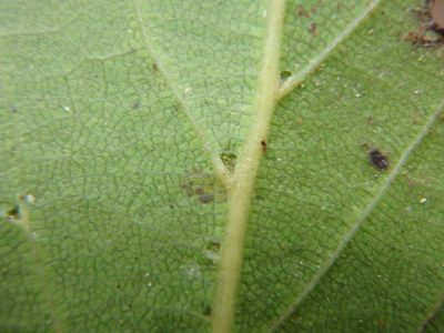 Laurus novocanariensis, photographed by Daniel Cahen