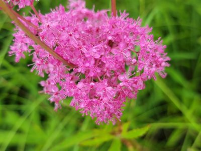 Filipendula rubra, photographed by Elias