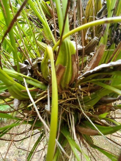 Maxillaria egertoniana, photographed by Trevor Harding