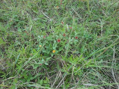 Malvastrum aurantiacum, photographed by Sam Kieschnick