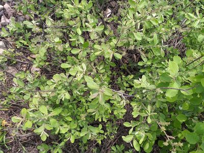 Salix aurita, photographed by Dmitriy Bochkov