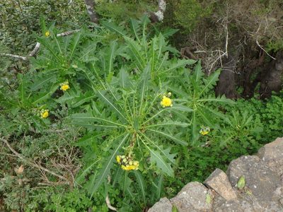 Sonchus congestus, photographed by Daniel Cahen