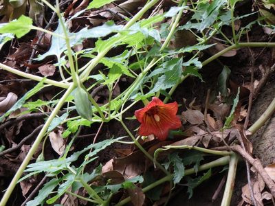 Canarina canariensis, photographed by Daniel Cahen